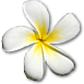 Frangipani
