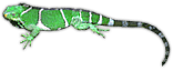 Fiji crested iguana
