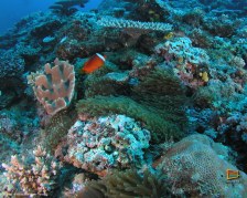 Sfondi gratis dalle Fiji - Le Yasawa sott' acqua