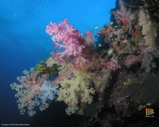 Sfondi gratis dalle Fiji - Le Yasawa sott' acqua