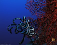 Sfondi gratis dalle Fiji - Le Yasawa sott' acqua