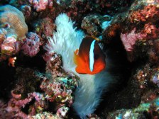 Sfondi gratis dalle Fiji - Le Yasawa sott' acqua
