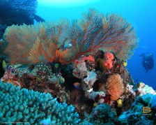 Sfondi gratis dalle Fiji - Le Yasawa sott' acqua