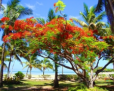 Flame tree su Malol Lailai