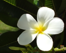 Frangipani