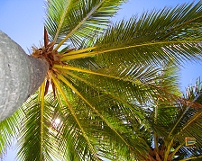 Palma da cocco su Malolo Lailai