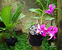 Un'orchidea rosa