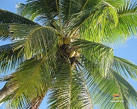 Una palma da cocco