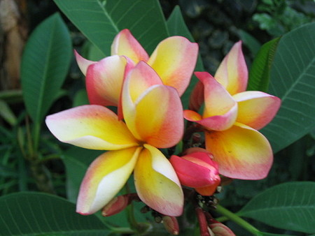 Frangipani